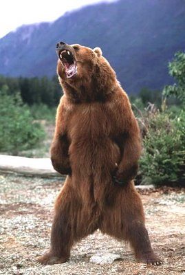 Angry Grizzly Bear